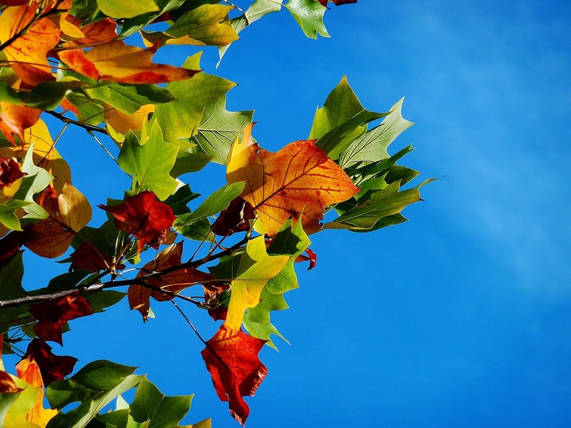Autumn ingredients